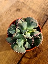 Aloinopsis malherbei | Giant