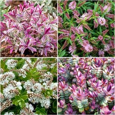 [x4] Hebe Collection | Variety-Pack | Evergreen Shrubs | Pot Plants