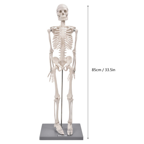 85cm human skeleton model with - human,