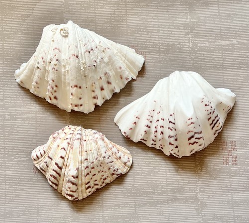 Three hippopus - hippopus,