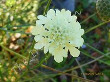 Beautiful lemon yellow scabious. 30 + Seeds Hardy perennial  Sow Sept/Oct