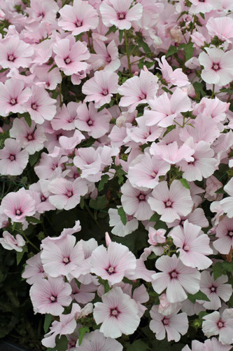 10 lavatera trimestris - 3,,