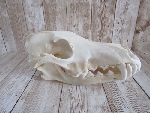 Huge coyote skull taxidermy - coyote,