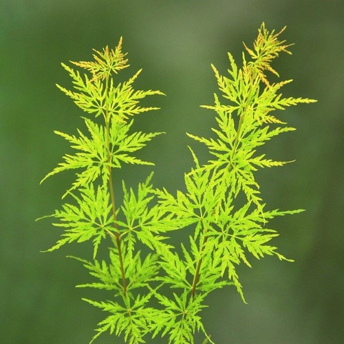 Acer palmatum seiryu shrub - palmatum,