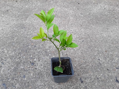Calamondin citrus tree - citrus, –