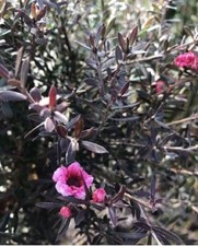 Leptospermum Red Damask