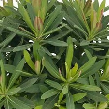 Euphorbia 'Athene' Herbaceous