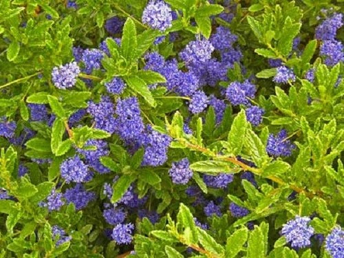 Ceanothus concha 9cm pot - ,