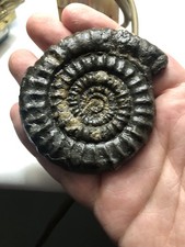 Pyrite Ammonite Lyme Regis 