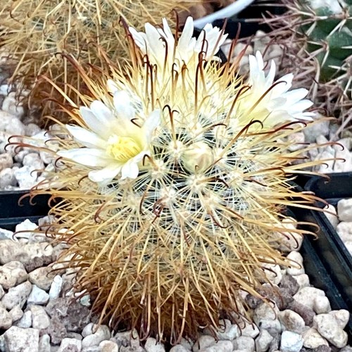 Mammillaria cowperae 168 - cowperae, vm