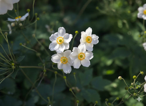 White japanese anemone - white,