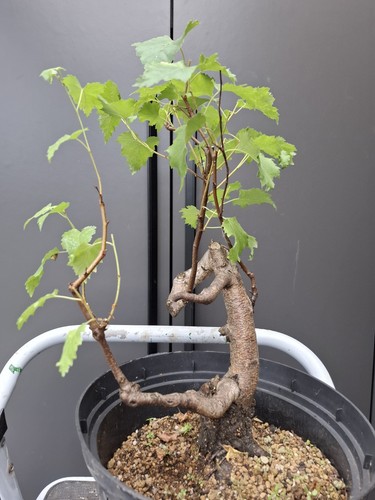 Part trained yamadori birch - part,