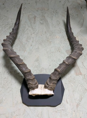 Impala horns wood plaque - impala,