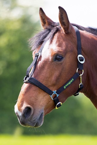 Greenguard headcollar for - greenguard,