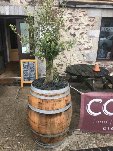 Oak wine barrel - wine,