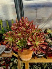 Aeonium Medusa STEM CUTTING |