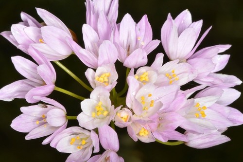 10x allium roseum bulbs - roseum,