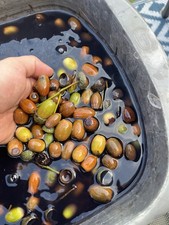 Sherwood Forest Acorns -