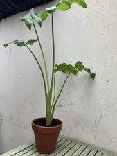 White Arum (Calla) Lily