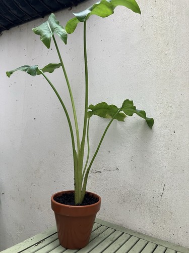 White arum lily - white,