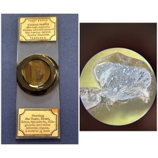 Antique Deep Cell Microscope Slide. V.S. Through Abdomen Of Spider. By Enock.