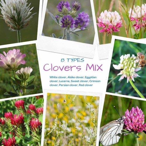Types clover lawn grass - types, of