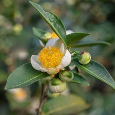 Evergreen Shrub, Tea Plant
