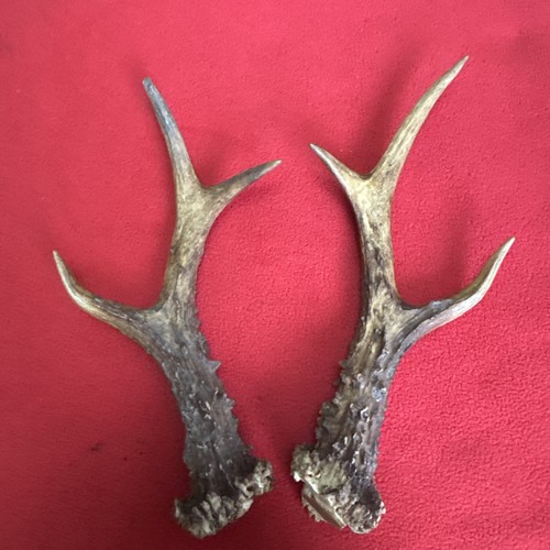 Pair roe deer - antlers,