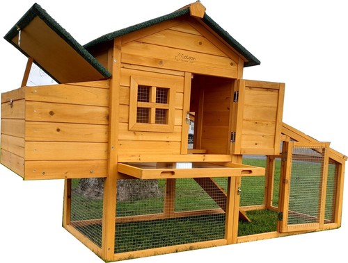 Rabbit guinea pig chicken - rabbit/guinea, /chicken