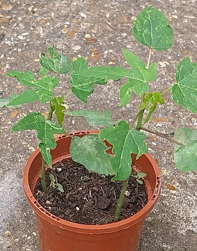 Set papaya potted - of,