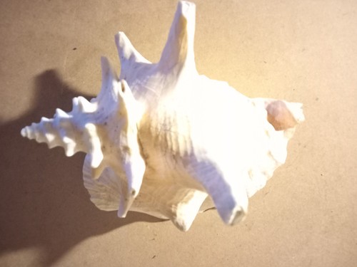 Lovely vintage queen conch - lovely,