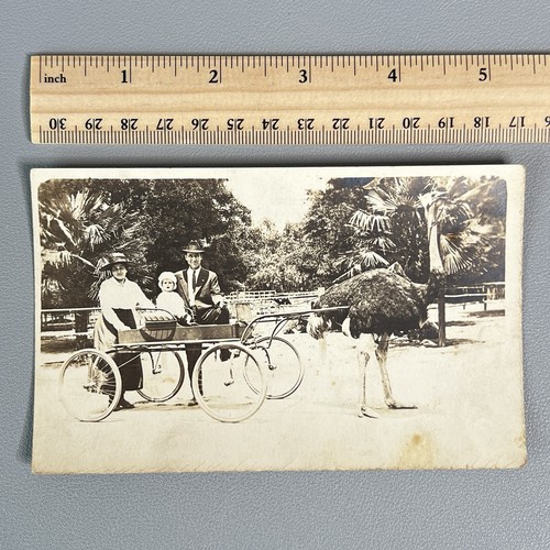 Vtg 1910s rppc - vtg, ostrich