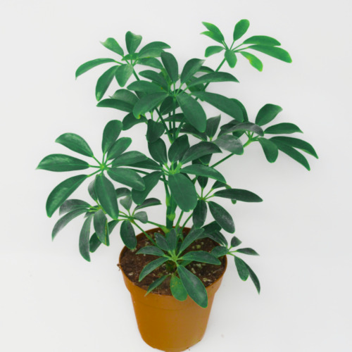 Schefflera arboricola dwarf - schefflera, (dwarf