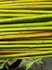 100 Super fast growing hybrid willow cuttings, all fresh cut, easy to grow