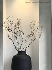 Tall Contorted Twisted Hazel