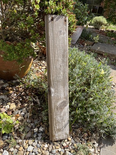 54cm long flat driftwood - 54cm,