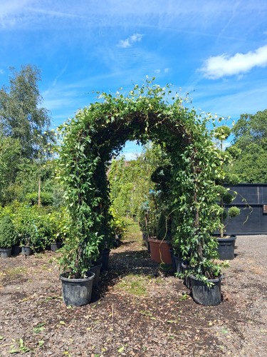 Jasmine wedding arch garden - arch,
