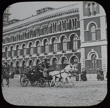 Queen victoria horse - in,