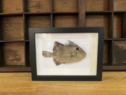 Framed preserved trigger - trigger, fish