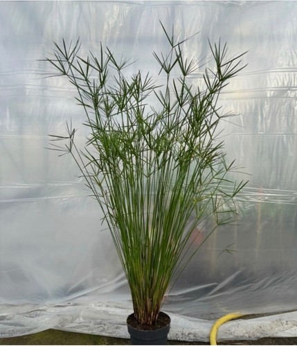 Cyperus alternifolius umbrella - alternifolius,