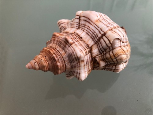 Fox head snail sea shell - head,