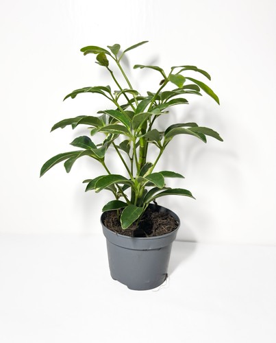 Schefflera umbrella plant - schefflera,