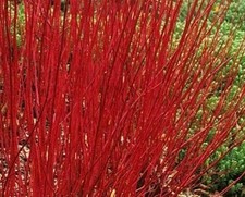 CORNUS ALBA - DOGWOOD -