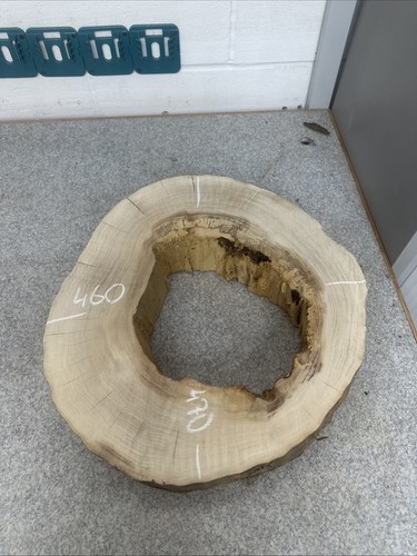 Elm tree slice wood round - elm,