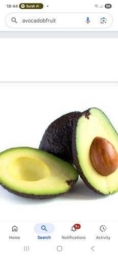 Avocado small plant ltr - avocado,