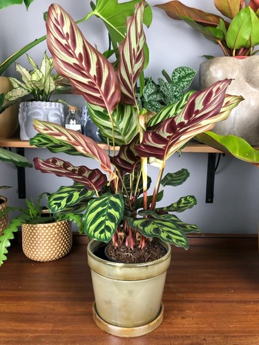 Calathea makoyana indoor - makoyana,