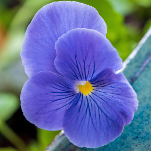 Viola deep blue hardy vibrant - blue,