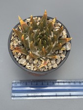 Ariocarpus trigonus
