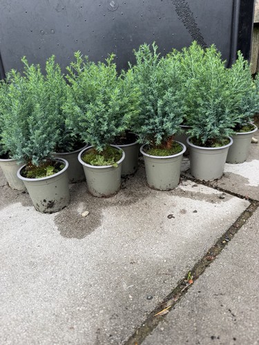Chinese juniper bonsai starter - chinese,