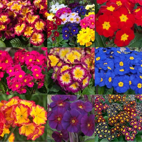 Primula polyanthus multiple - primula,